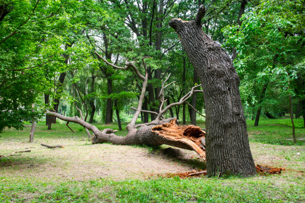 How Our Tree Care Process Works  in  Marina, CA