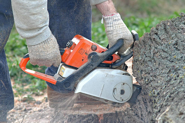 Trusted Marina, CA Tree Care Experts